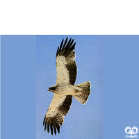 گونه عقاب پر پا Booted Eagle 